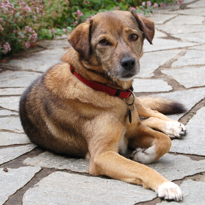 Carlita, Pinscher-Mix - Hündin