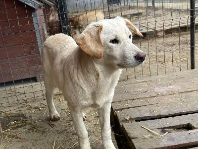 Carlo, Mischling - Rüde