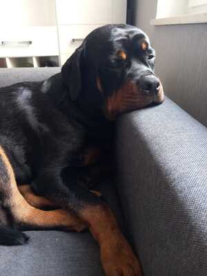 Carlo, Rottweiler - Rüde 1