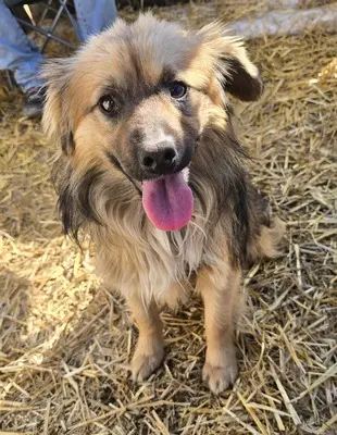 Carlos, Mix - Rüde