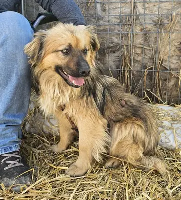 Carlos, Mix - Rüde