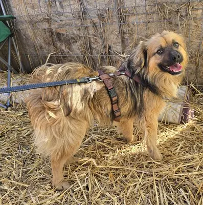 Carlos, Mix - Rüde