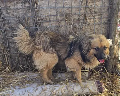 Carlos, Mix - Rüde