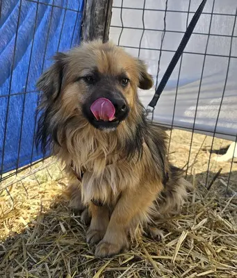 Carlos, Mix - Rüde