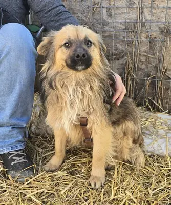 Carlos, Mix - Rüde