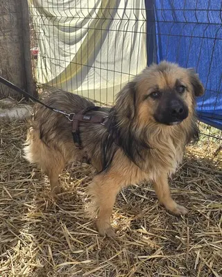 Carlos, Mix - Rüde