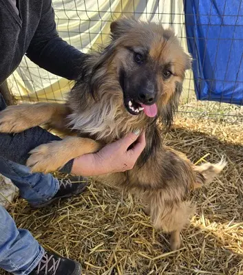 Carlos, Mix - Rüde