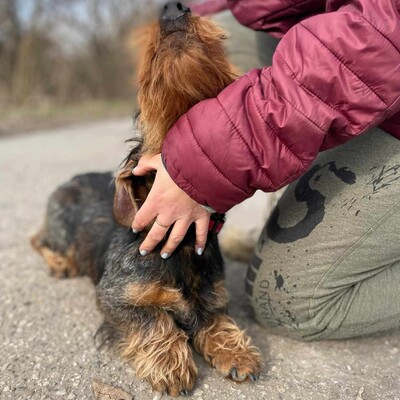 🐶 Carlos kleiner Rauhaardackel ist ein absolut perfekter Schatz und er ist pures Gold 🐶, Rauhaardackel - Rüde