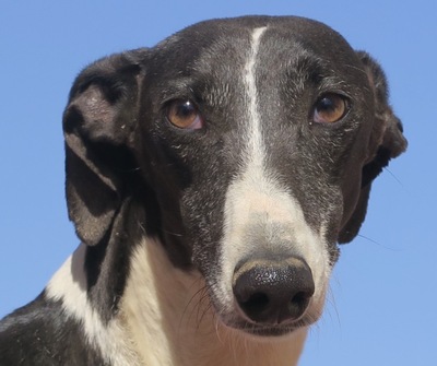 Carmen, Galgo Español - Hündin