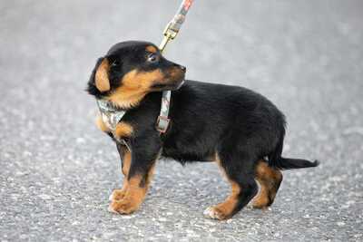 Carmen - Lebhaftes Hundemädchen, ca. 3 Monate, Mischling Welpen - Hündin