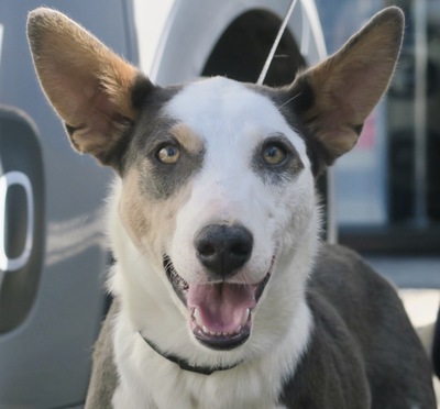 Carmina, Mix - Hündin