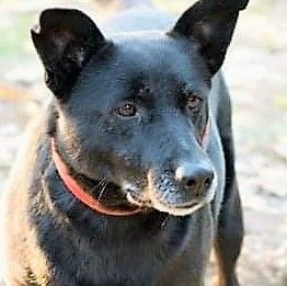 ✳✳ Carna hat es als schwarzer Hund besonders schwer, das Tierheim zu verlassen✳✳, Mischling - Hündin