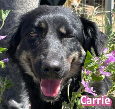Carrie, Mischling - Hündin