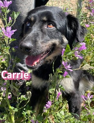 Carrie, Mischling - Hündin
