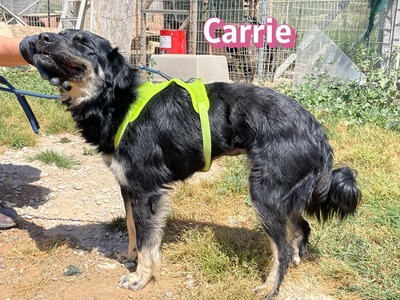 Carrie, Mischling - Hündin