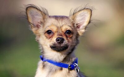 Caruso, Chihuahua / Dackel-Welpe Welpen - Rüde