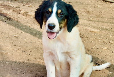 Caruso - Zutraulicher Welpenmann, ca. 3 Monate, Mischling Welpen - Rüde