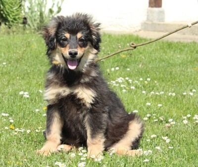 Casey, Mischling Welpen - Hündin