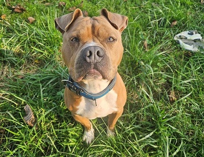 Cash Am. Bulldog Mix Rüde braucht ein Zuhause, Am. Bulldog Mix - Rüde