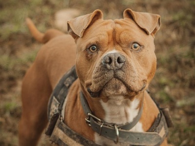 Cash Am. Bulldog Mix Rüde sucht aktives Zuhause, Am. Bulldog Mix - Rüde