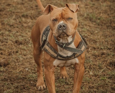 Cash Am. Bulldog Mix Rüde sucht aktives Zuhause, Am. Bulldog Mix - Rüde