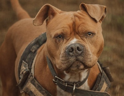 Cash Am. Bulldog Mix Rüde sucht aktives Zuhause, Am. Bulldog Mix - Rüde