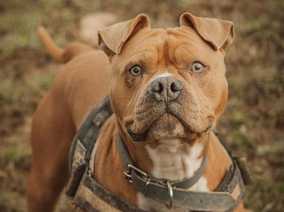 Cash Am. Bulldog Mix Rüde sucht aktives Zuhause, Am. Bulldog - Rüde