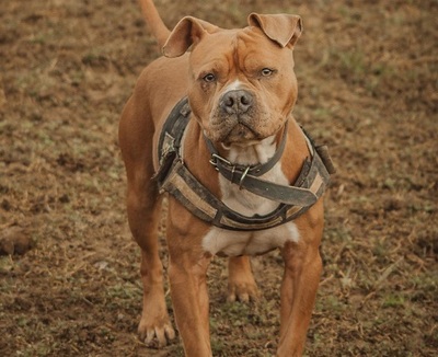 Cash Am. Bulldog Mix Rüde sucht aktives Zuhause, Am. Bulldog - Rüde