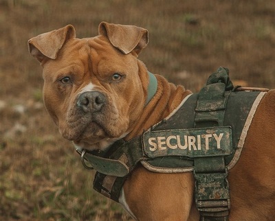Cash Am. Bulldog Mix Rüde sucht aktives Zuhause, Am. Bulldog - Rüde
