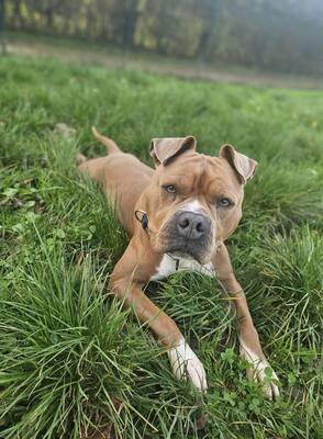 Cash Am. Bulldog Mix sucht dringend ein Zuhause, Am. Bulldog - Rüde