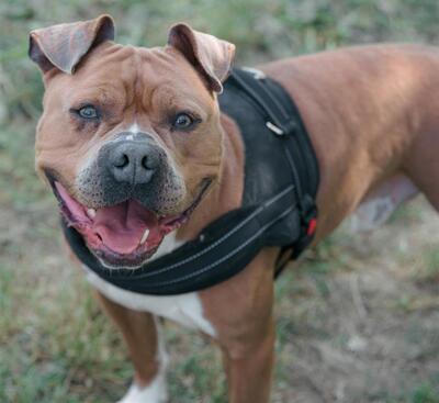 Cash Am. Bulldog Mix sucht noch sein Zuhause, Am. Bulldoog - Rüde