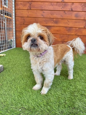 Cashew, Shih-Tzu - Rüde