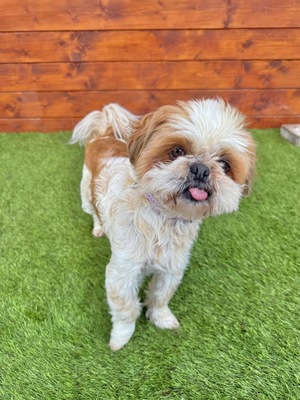 Cashew, Shih-Tzu - Rüde