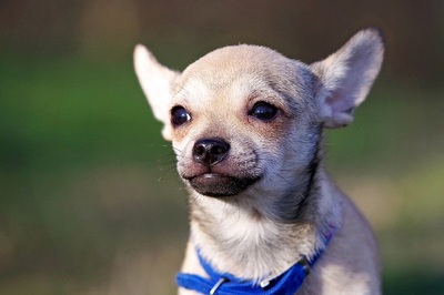 Casper, Chihuahua / Dackel-Welpe Welpen - Rüde