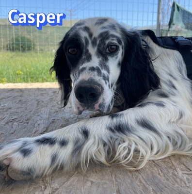 Casper, English Setter - Rüde