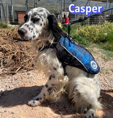 Casper, English Setter - Rüde