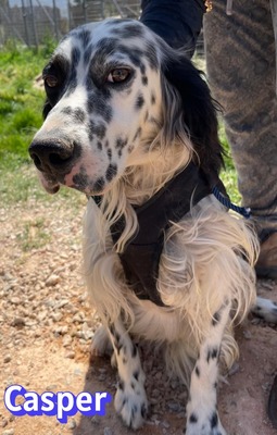 Casper, English Setter - Rüde