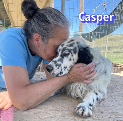Casper, English Setter - Rüde