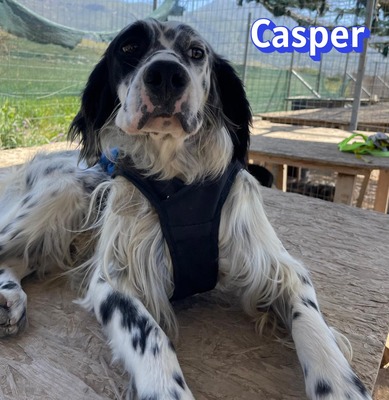 Casper, English Setter - Rüde