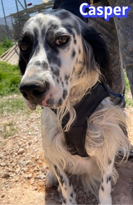Casper, English Setter - Rüde