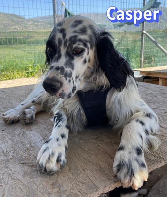 Casper, English Setter - Rüde