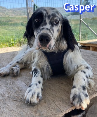 Casper, English Setter - Rüde