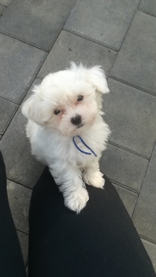 Casper, Malteser Welpen - Rüde