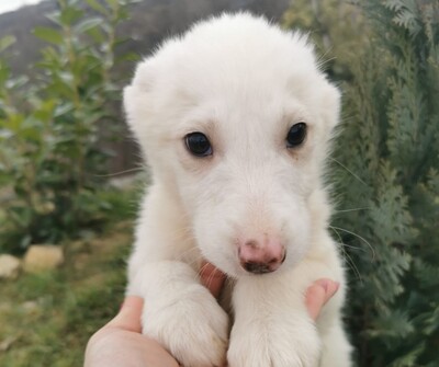 Casper, Mischling Welpen - Rüde