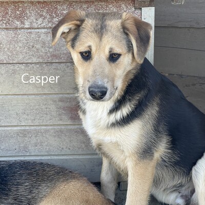 Casper geb. 11/23 sucht geduldige und liebevolle Familie, Mischling - Rüde 1