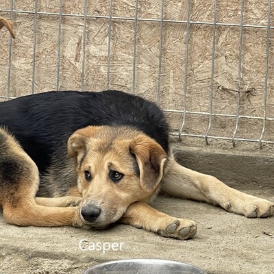 Casper geb. 11/23 sucht geduldige und liebevolle Familie, Mischling - Rüde