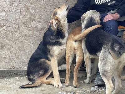 Casper geb. 11/23 sucht geduldige und liebevolle Familie, Mischling - Rüde