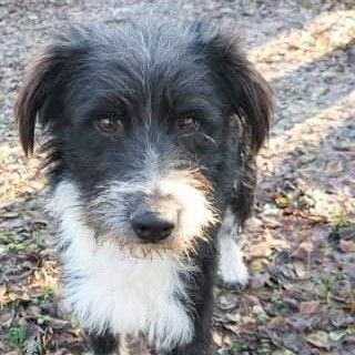 😊Casper langweilt sich im Tierheim sehr, denn er ist ein junger Hund, der unternehmungslustig ist und viel erleben möchte.🌼, Border Collie Mischling - Rüde