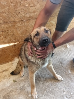 Casper – sanfter Schatz sucht sein Für-immer-Zuhause