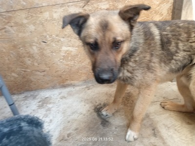 Casper – sanfter Schatz sucht sein Für-immer-Zuhause, Mischling - Rüde